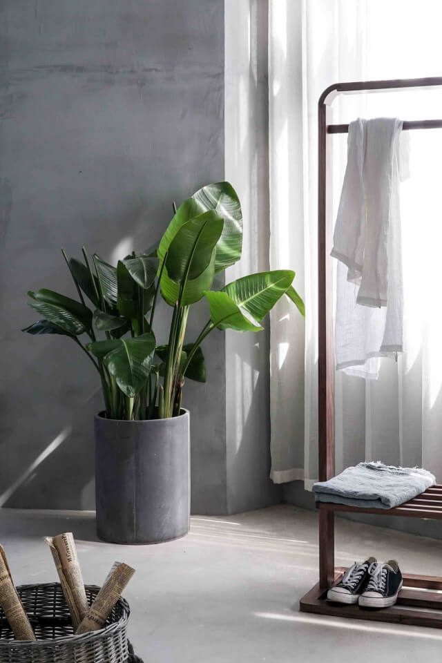 Bird of Paradise - الصورة 2