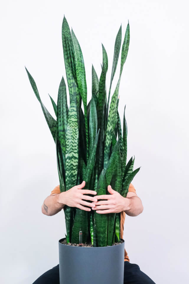 Sansevieria Laurentii - الصورة 2