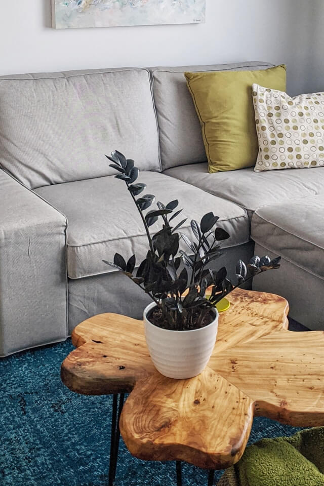 Calathea Rufibarba - الصورة 2